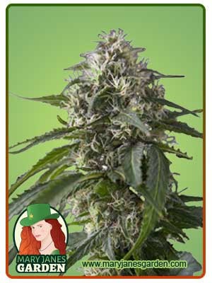 Galaxy Strain Feminized Marijuana Seeds