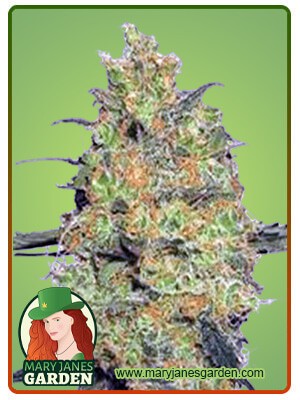 Fire OG Strain Feminized Marijuana Seeds