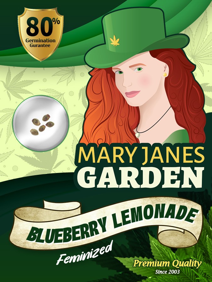 Blueberry Lemonade Strain Feminized Marijuana Seeds