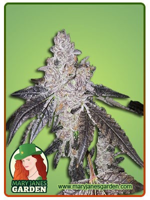 Gelato 48 Strain Feminized Marijuana Seeds