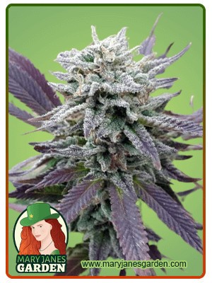 Purple Haze Autoflowering Feminized Marijuana Seeds