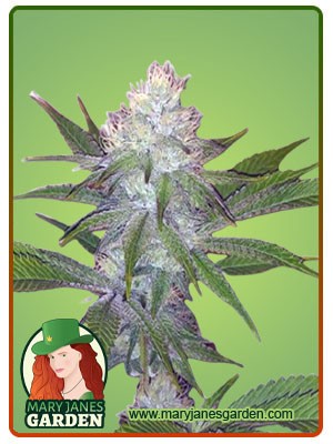 OG Wedding Cake Strain Feminized Marijuana Seeds