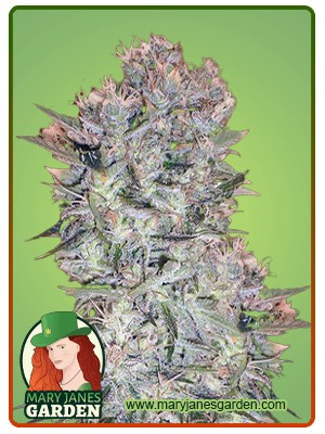 Skunk#1 Strain Feminized Marijuana Seeds