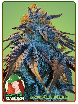 Master Kush Feminized Marijuana Seeds