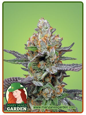 Pink Sunset Strain Autoflowering Feminized Marijuana Seeds