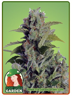 Cherry Kush Autoflowering Feminized Marijuana Seeds