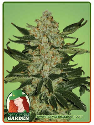 Oregon Underdawg Strain Feminized Marijuana Seeds