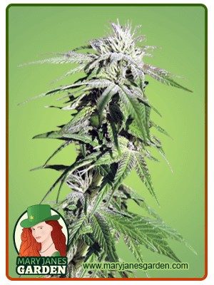 Sweet Tooth Strain Feminized Marijuana Seeds