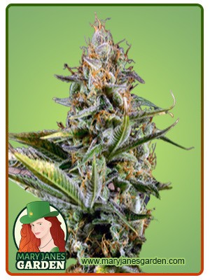 Amnesia Kush Feminized Marijuana Seeds