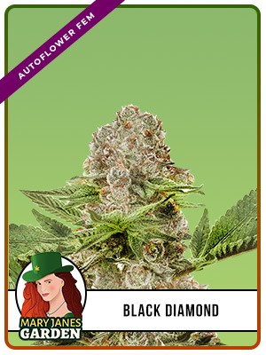 Black Diamond Strain Autoflowering Feminized Marijuana Seeds
