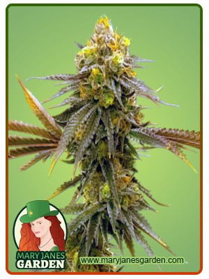 Mandarin Strain Autoflowering Feminized Marijuana Seeds