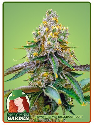 Chemdog#4 Strain Feminized Marijuana Seeds