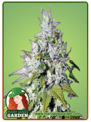Triangle Kush Feminized Marijuana Seeds
