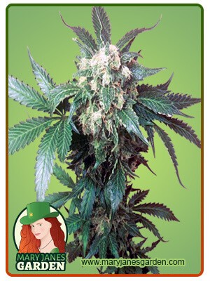 Black Domina Strain Feminized Marijuana Seeds
