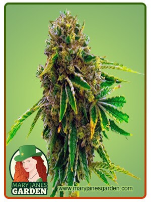 Banana Kush Feminized Cannabis Seeds