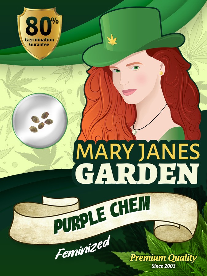 Purple Chem Strain Feminized Marijuana Seeds