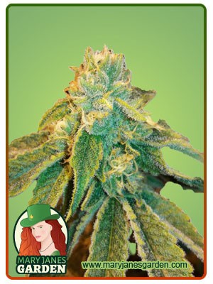 Birthday Cake Strain Feminized Marijuana Seeds