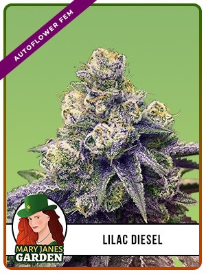 Lilac Diesel Strain Autoflowering Feminized Marijuana Seeds