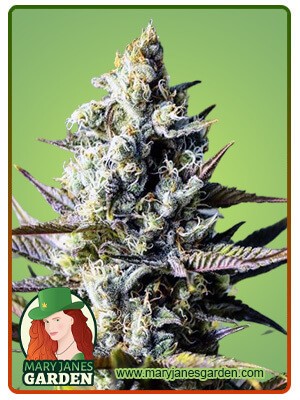 Critical Kush Feminized Marijuana Seeds