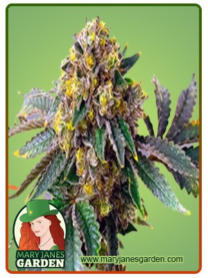 Amnesia Haze Feminized Marijuana Seeds
