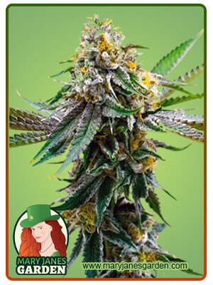 Critical Northern Lights Strain Feminized Marijuana Seeds