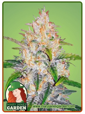 Zkittlez Strain Feminized Marijuana Seeds