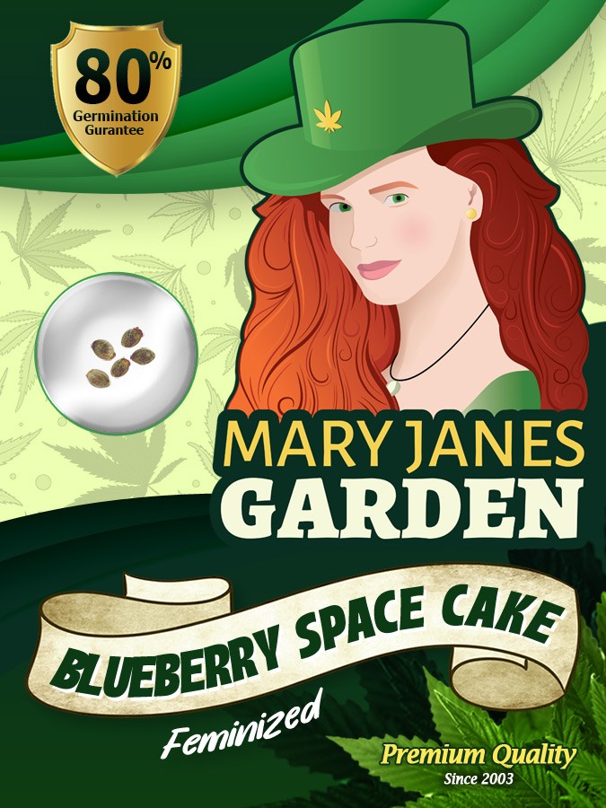 Blueberry Space Cake Strain Feminized Marijuana Seeds