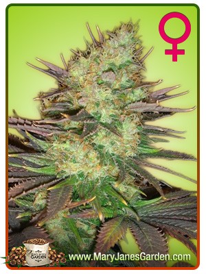 Afghan Strain Feminized Marijuana Seeds