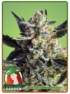 Gorilla Cake Strain Autoflowering Feminized Marijuana Seeds