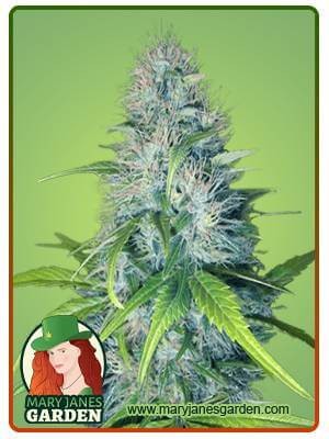 Early Miss Strain Autoflowering Feminized Marijuana Seeds