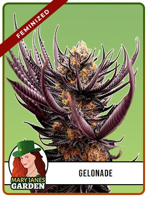 Gelonade Strain Feminized Marijuana Seeds