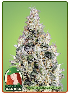Exodus Cheese Strain Feminized Marijuana Seeds