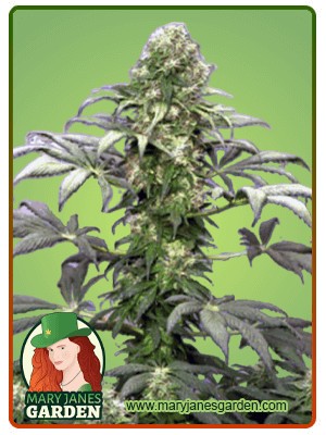 Matanuska Tundra Strain Feminized Cannabis Seed