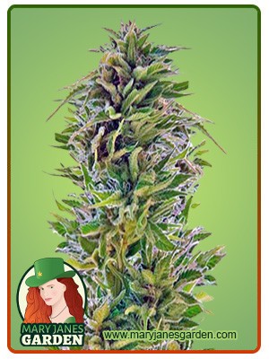 Amnesia Lemon Strain Feminized Marijuana Seeds