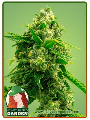 Bruce Banner 2.0 Strain Feminized Marijuana Seeds
