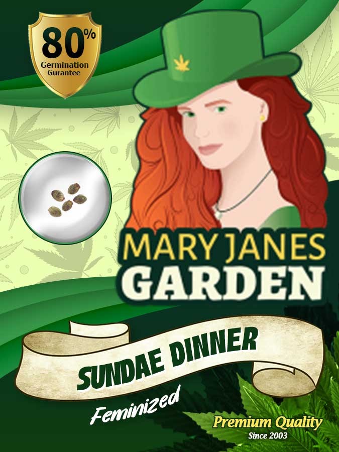 Sundae Dinner Strain Feminized Marijuana Seeds