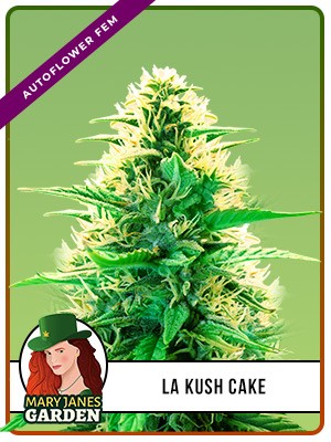 La Kush Cake Autoflowering Feminized Marijuana Seeds