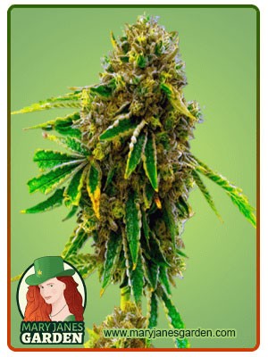 Pineapple Haze Feminized Marijuana Seeds