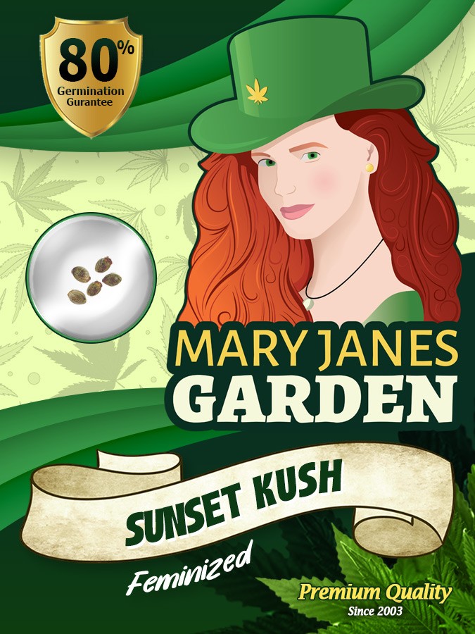 Sunset Kush Strain Feminized Marijuana Seeds