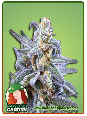 Killer Blue Strain Autoflowering Feminized Marijuana Seeds