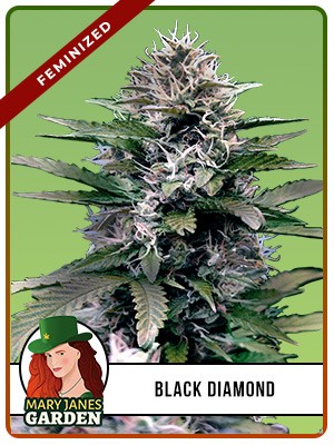 Black Diamond Strain Feminized Marijuana Seeds