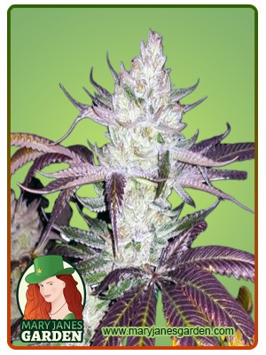 Platinum Cookies Strain Feminized Marijuana Seeds