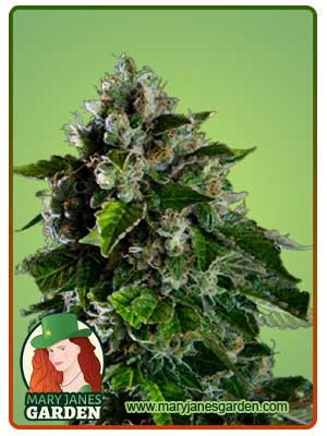 Kalashnikov Strain Feminized Marijuana Seeds