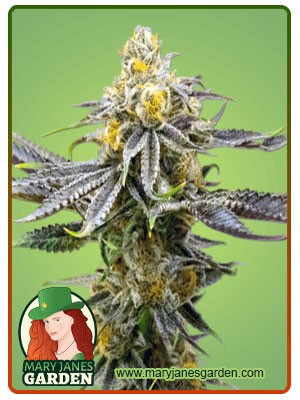 Strawberry Cheese Strain Autoflowering Feminized Marijuana Seeds