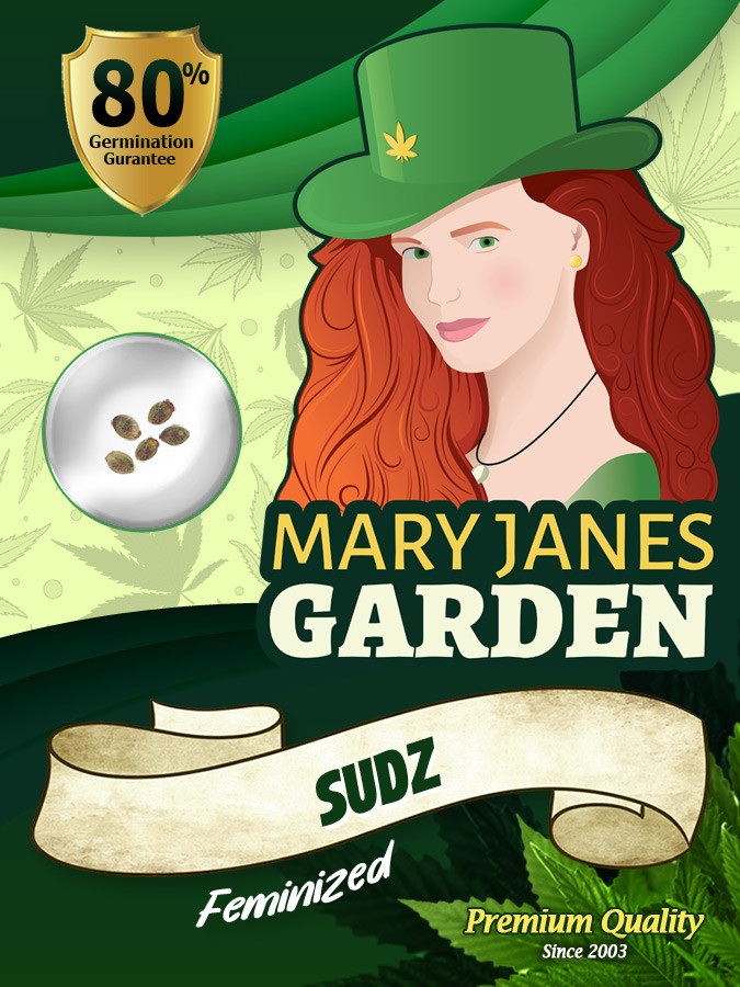 Sudz Strain Feminized Marijuana Seeds