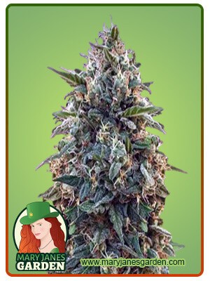 Amnesia Strain Feminized Marijuana Seeds