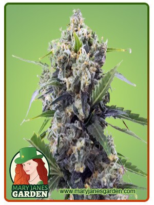 Banana Kush Autoflowering Feminized Marijuana Seeds