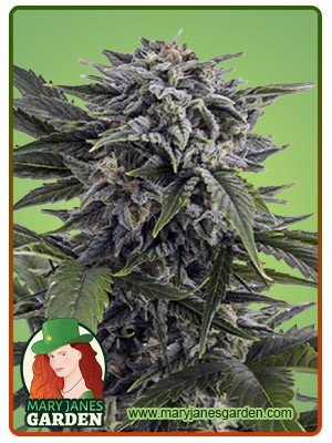 Bubba White Strain Autoflowering Feminized Marijuana Seeds
