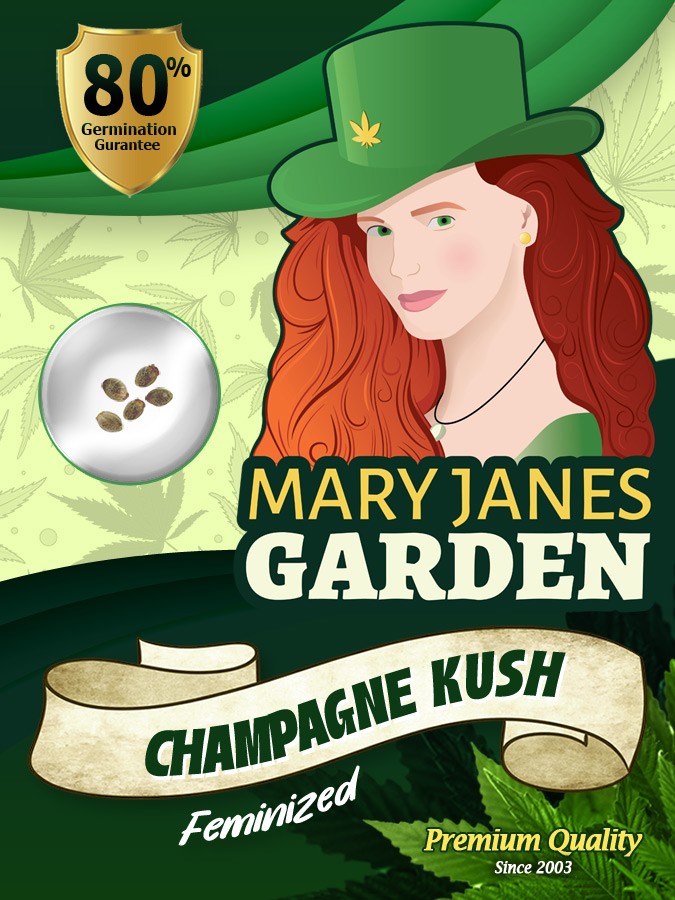 Champagne Kush Feminized Marijuana Seeds
