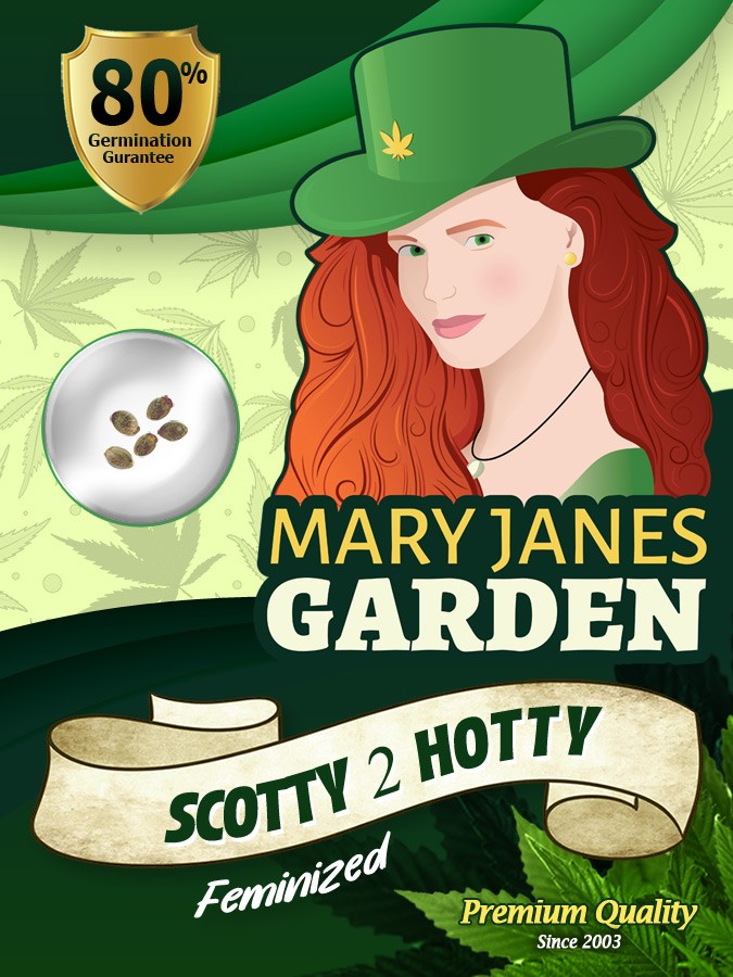 Scotty 2 Hotty Strain Feminized Marijuana Seeds
